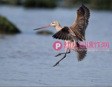 大班环保课件PPT《热爱我们的家园地球》PPT课件图片