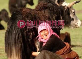 大班主题音乐课件PPT《欢乐草原》PPT课件图片