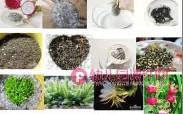 大班主题活动课件PPT《植物种植方法》PPT课件图片