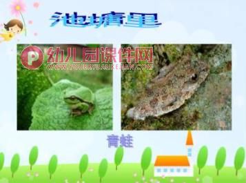 大班课件PPT《动物保护色》PPT课件图片