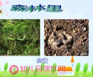 大班课件PPT《动物保护色》PPT课件图片