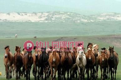 大班主题音乐课件PPT《欢乐草原》PPT课件图片