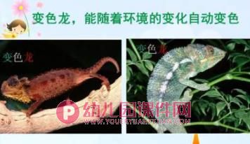 大班课件PPT《动物保护色》PPT课件图片
