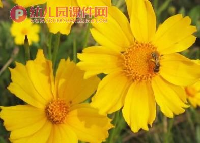 大班环保课件PPT《热爱我们的家园地球》PPT课件图片