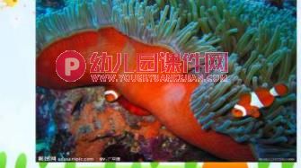 大班课件PPT《动物保护色》PPT课件图片
