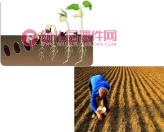 大班主题活动课件PPT《植物种植方法》PPT课件图片