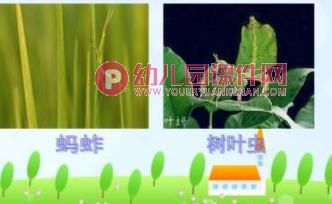 大班课件PPT《动物保护色》PPT课件图片