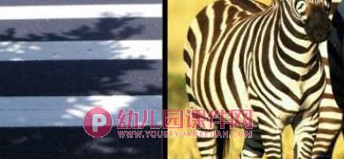 小班安全课件PPT《马路上的斑马线》PPT课件图片