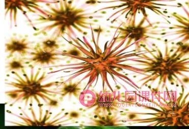 小班健康活动课件PPT《勤洗小手讲卫生》PPT课件图片