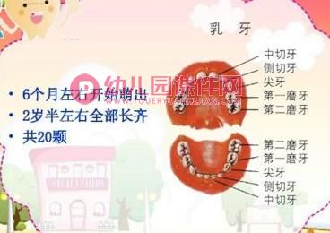 小班健康活动课件PPT《保护牙齿从小做起》PPT课件图片