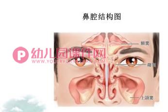 小班健康课件PPT《异物入鼻怎么办》PPT课件图片