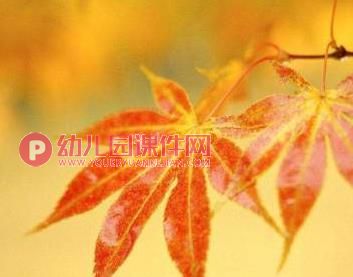 小班科学课件PPT《红红的枫叶》PPT课件图片