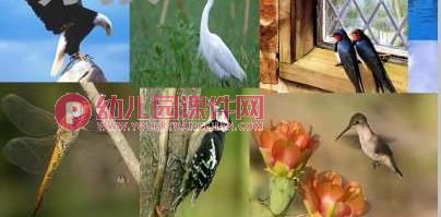 小班科学课件PPT《动物的家》PPT课件图片