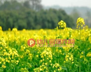 小班科学领域课件PPT《春天的花》PPT课件图片