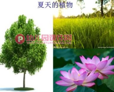 小班科学课件PPT《热闹的夏天》PPT课件图片