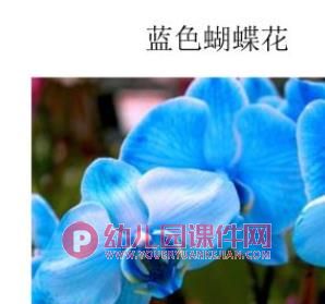 小班科学课件PPT《蝴蝶花》PPT课件图片
