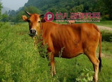 小班科学课件PPT《不能少的尾巴》PPT课件图片