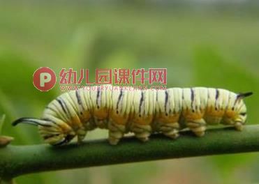 小班科学课件PPT《毛毛虫变蝴蝶》PPT课件图片