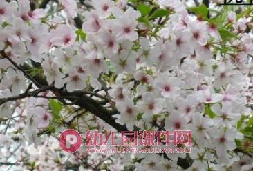 小班科学课件PPT《蝴蝶花》PPT课件图片