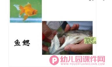 小班科学课件PPT《鱼儿鱼儿水中游》PPT课件图片