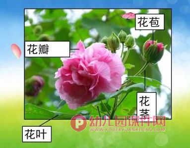 小班科学课件课件PPT《花园里的花》PPT课件图片