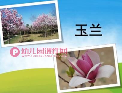 小班科学领域课件PPT《春天的花》PPT课件图片