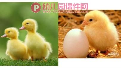 小班科学课件PPT《小鸡、小鸭不一样》PPT课件音乐音频图片