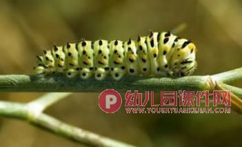 小班科学课件PPT《美丽的蝴蝶》PPT课件图片