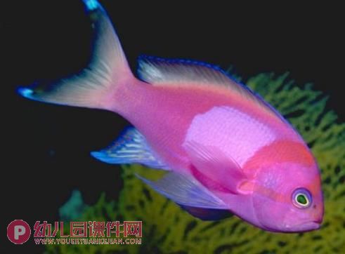 小班科学活动课件PPT《动物的耳朵》PPT课件图片