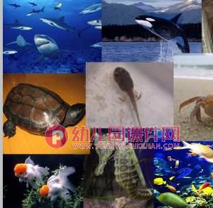 小班科学课件PPT《动物的家》PPT课件图片