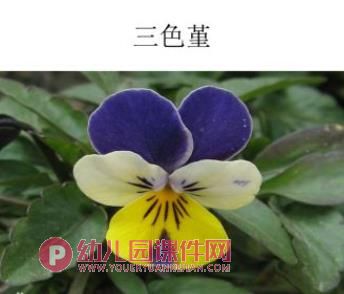 小班科学课件PPT《蝴蝶花》PPT课件图片