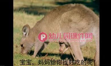 小班科学活动课件PPT《动物妈妈的袋子》PPT课件图片