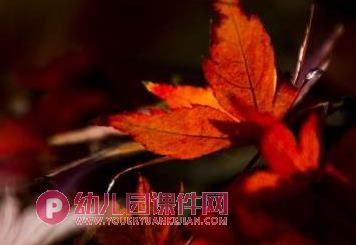 小班科学课件PPT《红红的枫叶》PPT课件图片