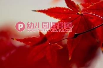 小班科学课件PPT《红红的枫叶》PPT课件图片