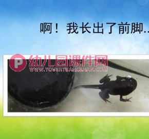 小班科学课件PPT《小蝌蚪变青蛙》PPT课件图片