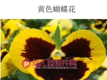 小班科学课件PPT《蝴蝶花》PPT课件图片