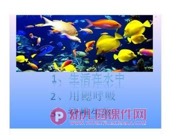 小班科学课件PPT《鱼儿鱼儿水中游》PPT课件图片