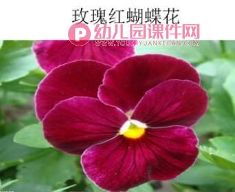 小班科学课件PPT《蝴蝶花》PPT课件图片