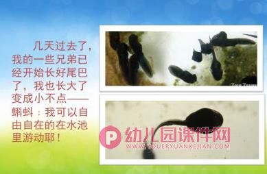 小班科学课件PPT《小蝌蚪变青蛙》PPT课件图片