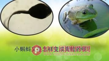 小班科学课件PPT《小蝌蚪变青蛙》PPT课件图片