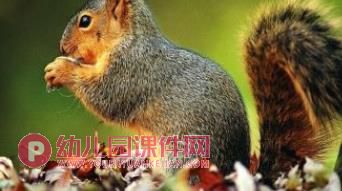 小班科学课件PPT《不能少的尾巴》PPT课件图片