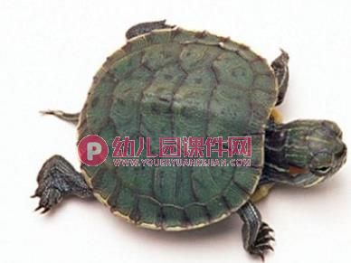 小班科学课件PPT《小乌龟》PPT课件图片