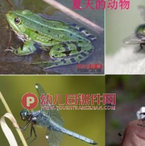 小班科学课件PPT《热闹的夏天》PPT课件图片