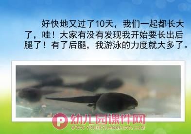 小班科学课件PPT《小蝌蚪变青蛙》PPT课件图片