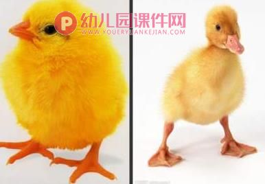 小班科学活动课件PPT《小鸡和小鸭》PPT课件音频图片