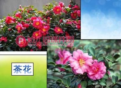 小班科学课件课件PPT《花园里的花》PPT课件图片