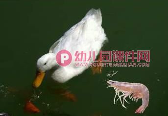 小班科学活动课件PPT《小鸡和小鸭》PPT课件音频图片