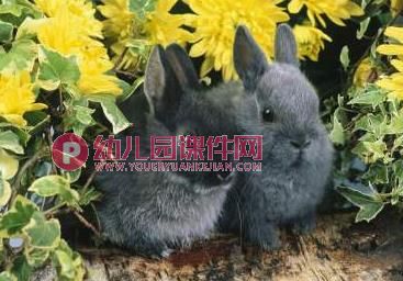 小班科学课件PPT《可爱的兔子》PPT课件图片