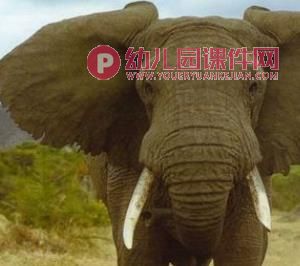 小班科学活动课件PPT《动物的耳朵》PPT课件图片