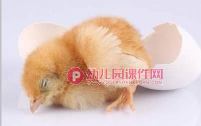 小班科学活动课件PPT《小鸡和小鸭》PPT课件音频图片